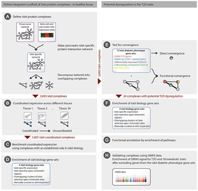 Pancreatic Islet Protein Complexes and Their Dysregulation in Type 2 Diabetes